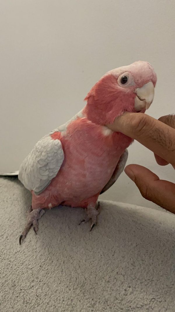 Galah Cockatoo