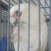 Bare Eyed Cockatoo